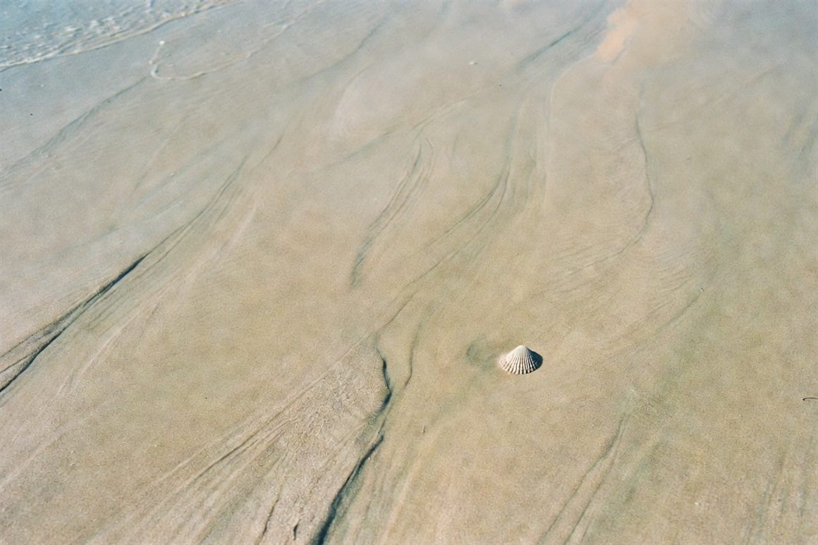 A single small shell alone on a vast expanse of smooth wet sand