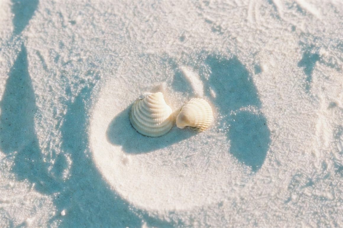 Two shells of different shapes resting together on pale sand